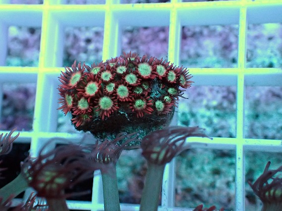 画像2: No.6 ハナガササンゴ レッドチップカラー (2)