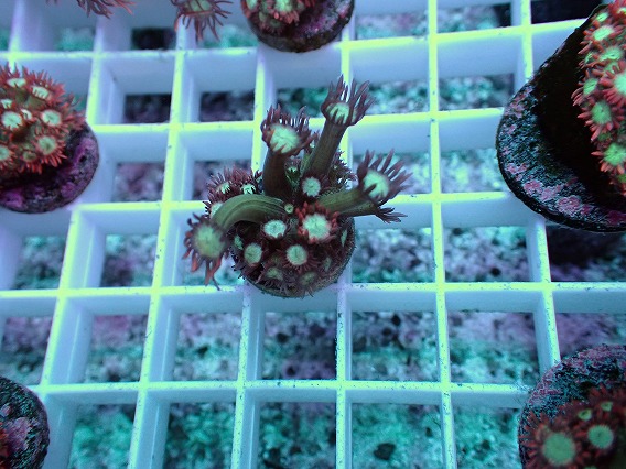 画像1: No.7 ハナガササンゴ レッドチップカラー (1)