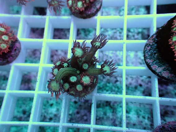 画像2: No.7 ハナガササンゴ レッドチップカラー (2)