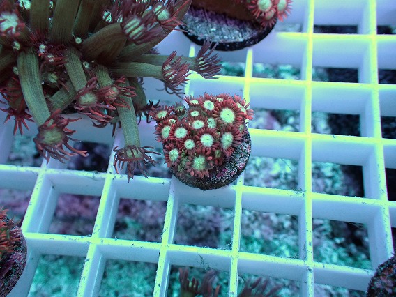 画像1: No.8 ハナガササンゴ レッドチップカラー (1)