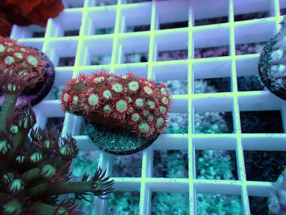 画像2: No.9 ハナガササンゴ レッドチップカラー (2)