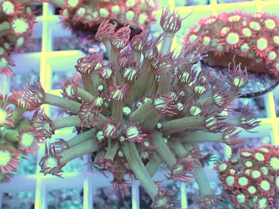 画像1: No.13 ハナガササンゴ レッドチップカラー (1)