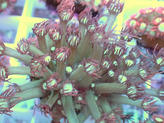 画像2: No.13 ハナガササンゴ レッドチップカラー (2)