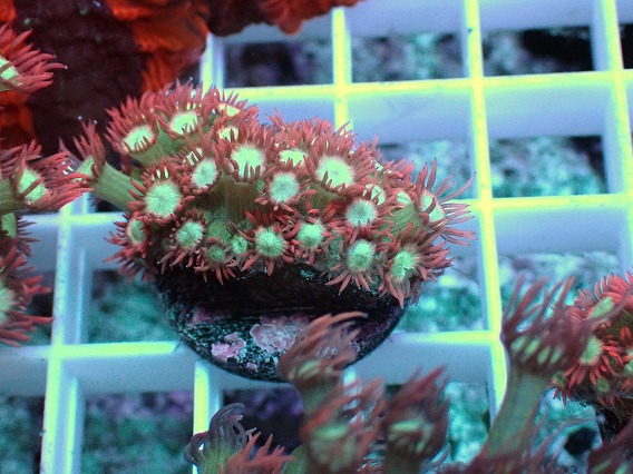 画像1: No.14 ハナガササンゴ レッドチップカラー (1)