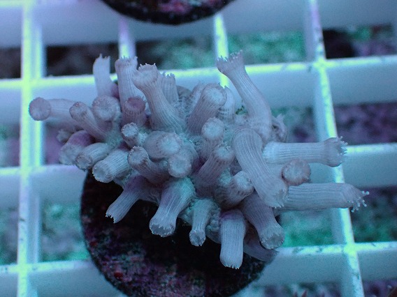 画像1: No.23 フィジー産 ハナガササンゴ (1)