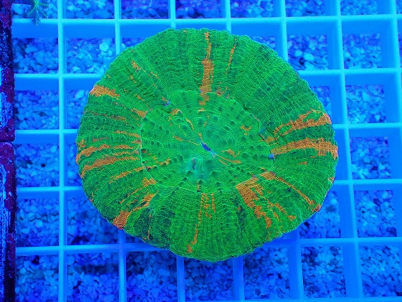 画像1: No.1 スコリミア Bleeding Apple (1)