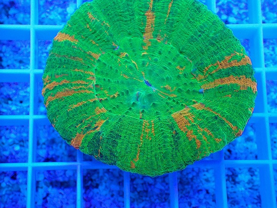 画像2: No.1 スコリミア Bleeding Apple (2)