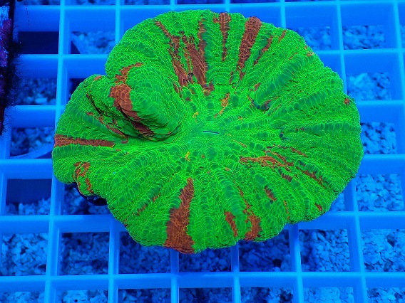 画像1: No.3 スコリミア Bleeding Apple (1)