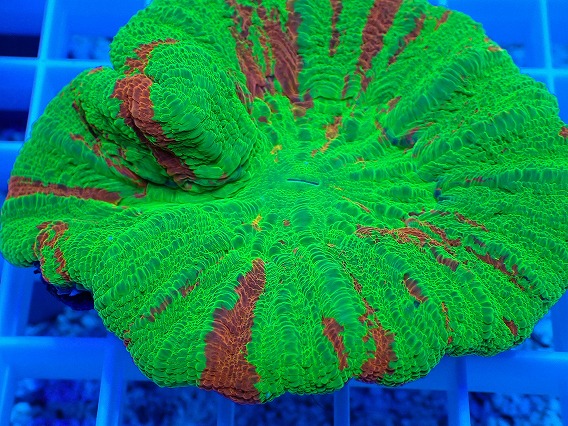 画像2: No.3 スコリミア Bleeding Apple (2)