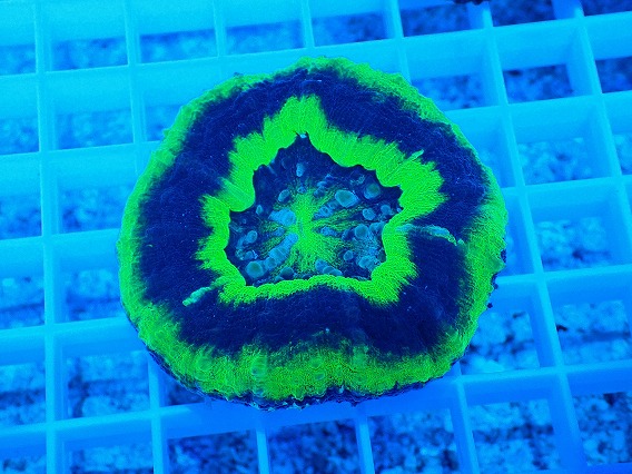 画像1: No.5 スコリミア  UFO (1)