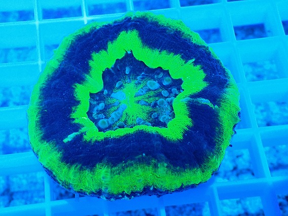 画像2: No.5 スコリミア  UFO (2)