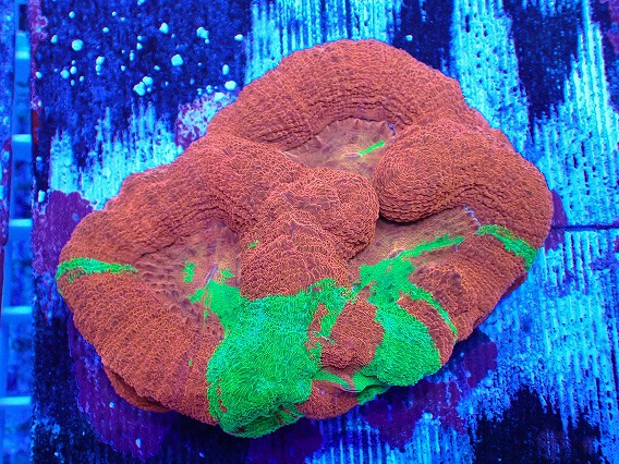 画像1: No.1 オーストラリア産オオトゲキクメイシ (1)