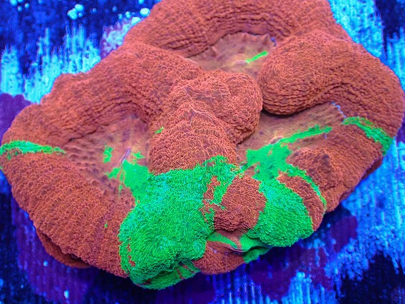 画像2: No.1 オーストラリア産オオトゲキクメイシ (2)