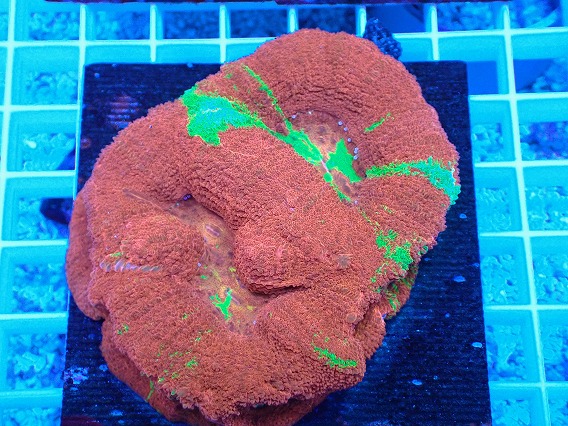 画像1: No.2 オーストラリア産オオトゲキクメイシ (1)