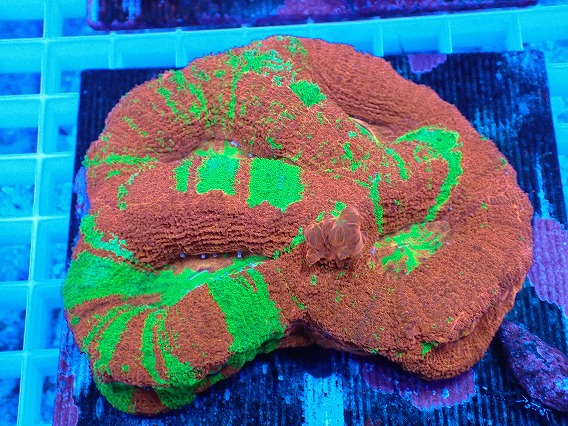 画像1: No.3 オーストラリア産オオトゲキクメイシ (1)