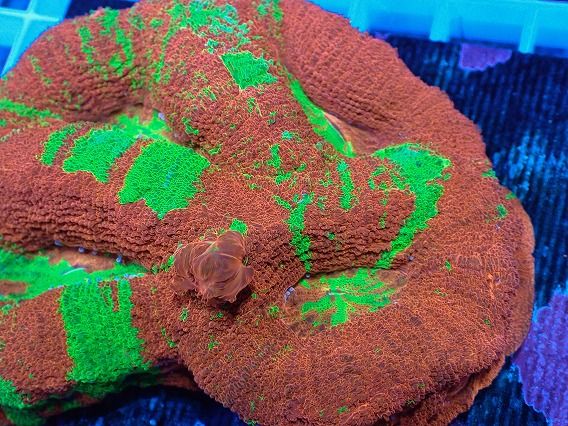 画像2: No.3 オーストラリア産オオトゲキクメイシ (2)