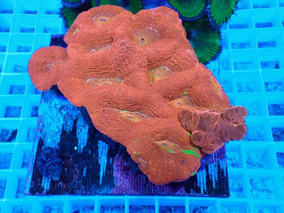 画像1: No.4 オーストラリア産オオトゲキクメイシ (1)