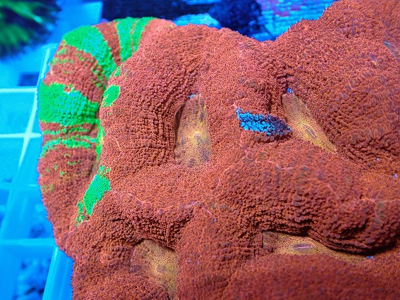 画像2: No.7 オーストラリア産オオトゲキクメイシ (2)