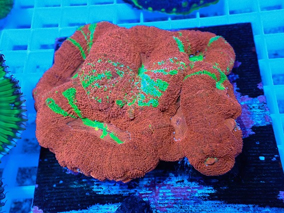 画像1: No.8 オーストラリア産オオトゲキクメイシ (1)