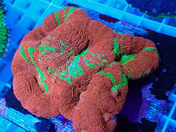 画像2: No.8 オーストラリア産オオトゲキクメイシ (2)