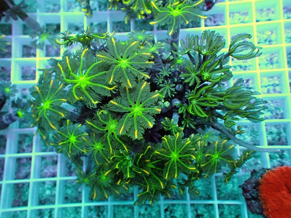 画像1: No.1 ツツウミヅタ イエローライン (1)