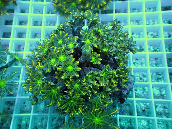 画像1: No.2 ツツウミヅタ イエローライン (1)