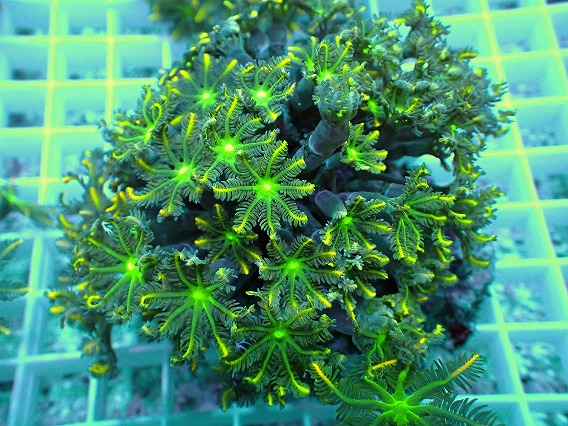 画像2: No.2 ツツウミヅタ イエローライン (2)