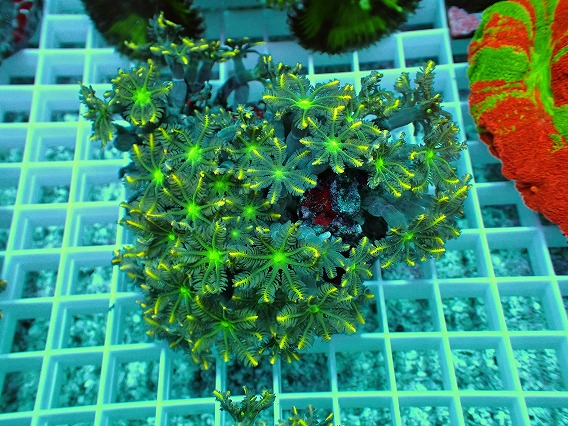 画像1: No.3 ツツウミヅタ イエローライン (1)