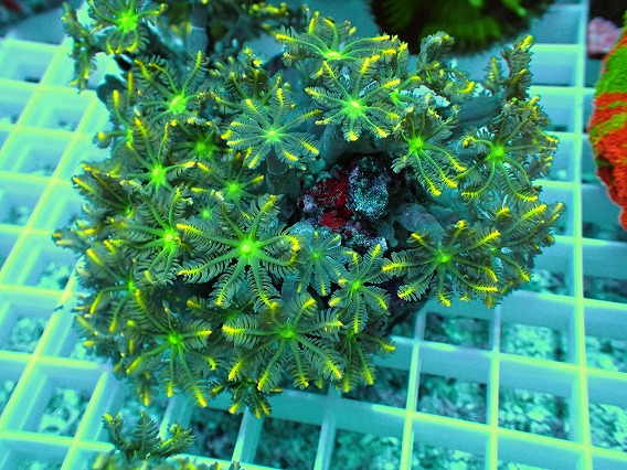 画像2: No.3 ツツウミヅタ イエローライン (2)