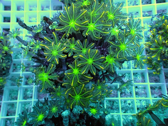 画像1: No.4 ツツウミヅタ イエローライン (1)