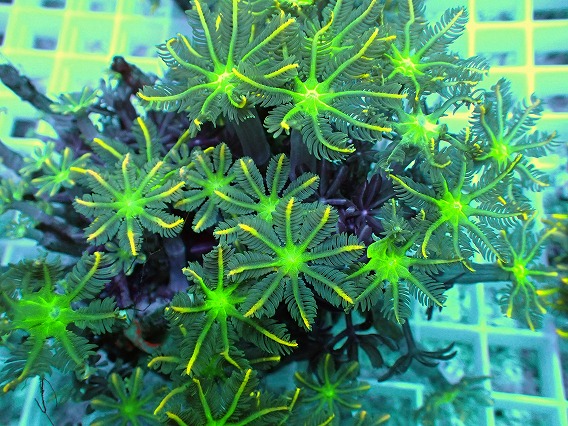 画像2: No.4 ツツウミヅタ イエローライン (2)