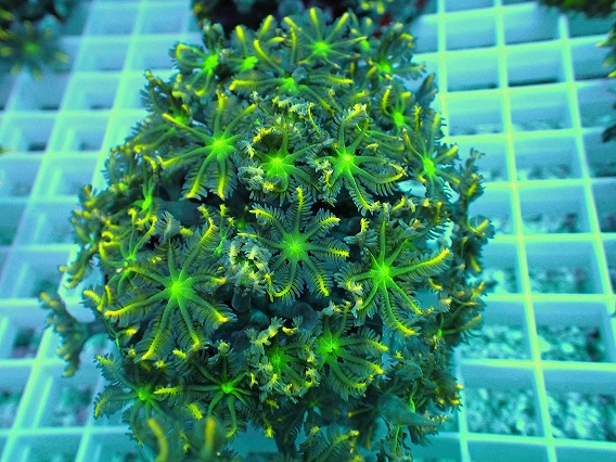 画像2: No.5 ツツウミヅタ イエローライン (2)