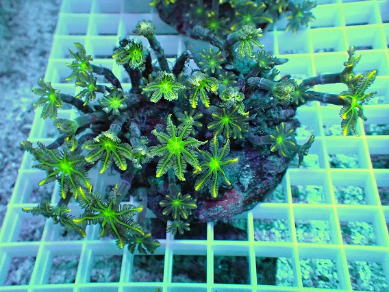 画像1: No.9 ツツウミヅタ イエローライン (1)