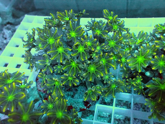 画像1: No.11 ツツウミヅタ イエローライン (1)