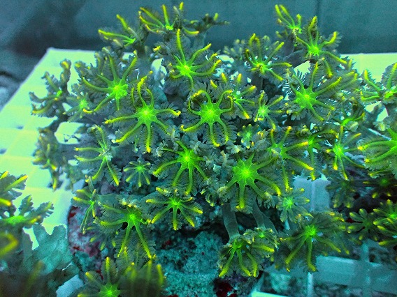 画像2: No.11 ツツウミヅタ イエローライン (2)