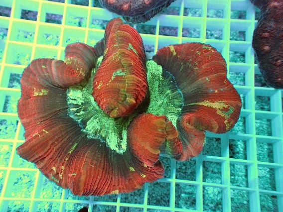 画像1: No.1 ブレインコーラル レッドマルチ (1)