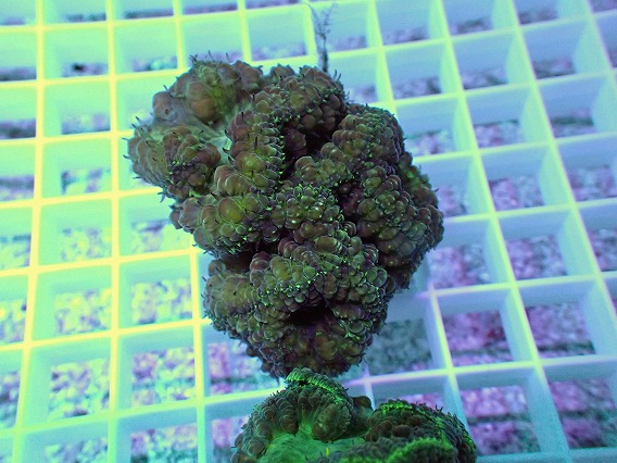 画像1: No.2 オオタバサンゴ (1)