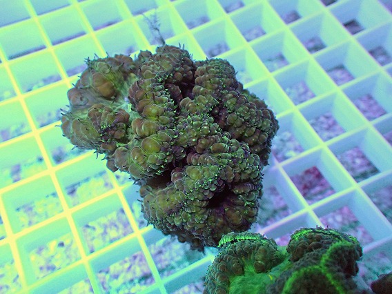 画像2: No.2 オオタバサンゴ (2)