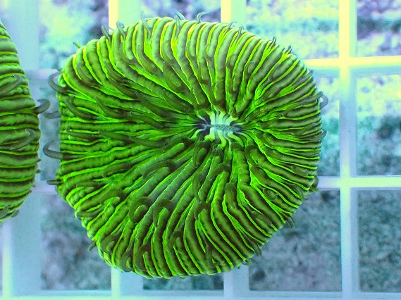 画像1: No.1 クサビライシ グリーン 店内増殖個体 (1)