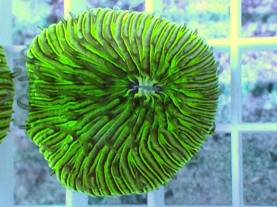 画像2: No.1 クサビライシ グリーン 店内増殖個体 (2)