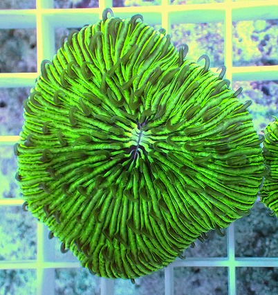 画像2: No.2 クサビライシ グリーン 店内増殖個体 (2)