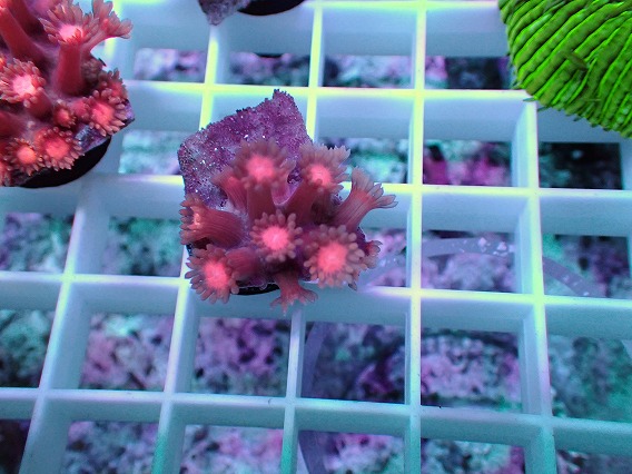 画像1: No.01 ハナガササンゴ レッド (1)