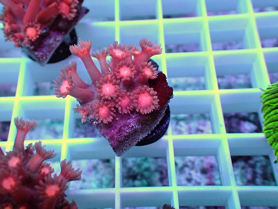 画像2: No.03 ハナガササンゴ レッド (2)