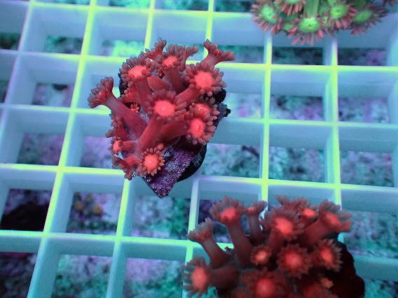 画像1: No.04 ハナガササンゴ レッド (1)