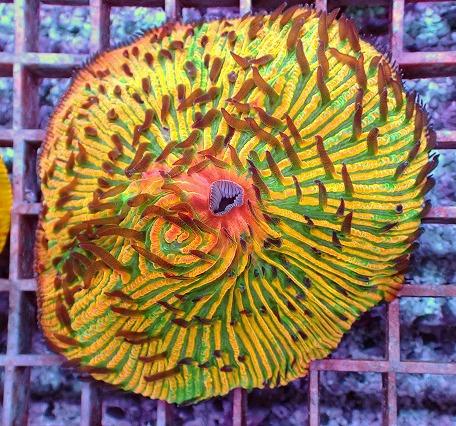 画像2: No.5 クサビライシ スペシャル個体 (2)