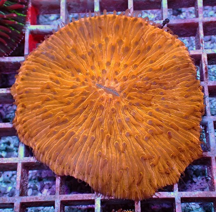 画像2: No.6 クサビライシ オレンジ (2)