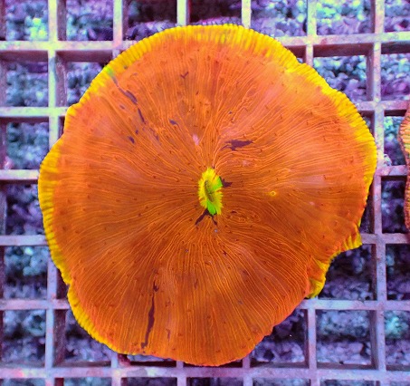 画像1: No.7 ワレクサビライシ スペシャル個体 (1)