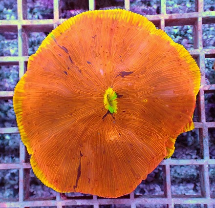 画像2: No.7 ワレクサビライシ スペシャル個体 (2)