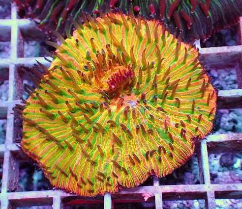 画像2: No.8 クサビライシ スペシャル個体 (2)