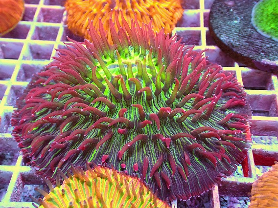 画像2: No.9 クサビライシ スペシャル個体 (2)